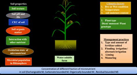 What factors determine plant nutrients availability?