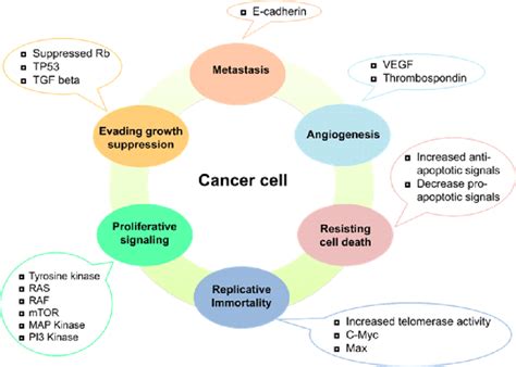 What features are cancers attracted to?