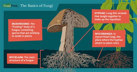 What feeds fungus in your body?