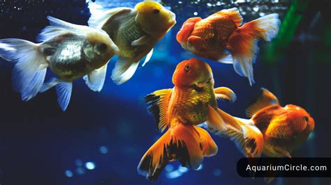What fish Cannot live with goldfish?