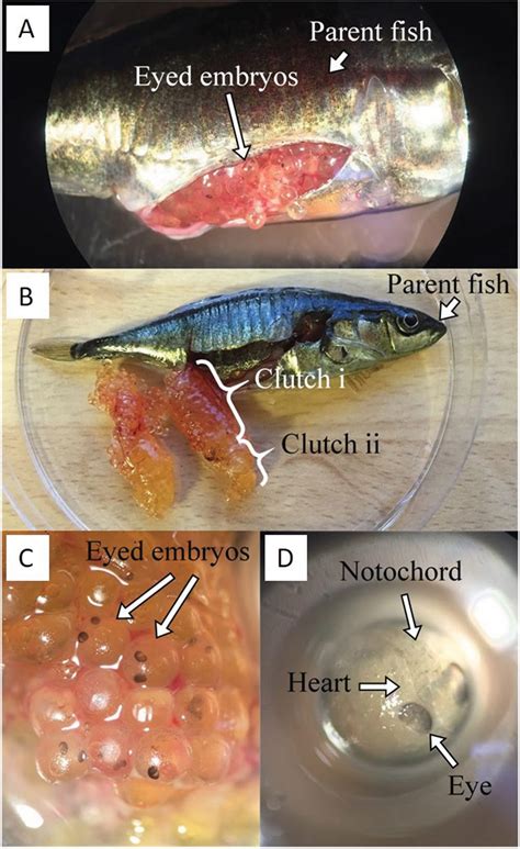 What fish give live birth?