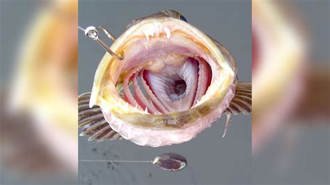 What fish has 555 teeth?