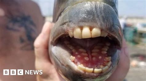 What fish has human teeth caught?
