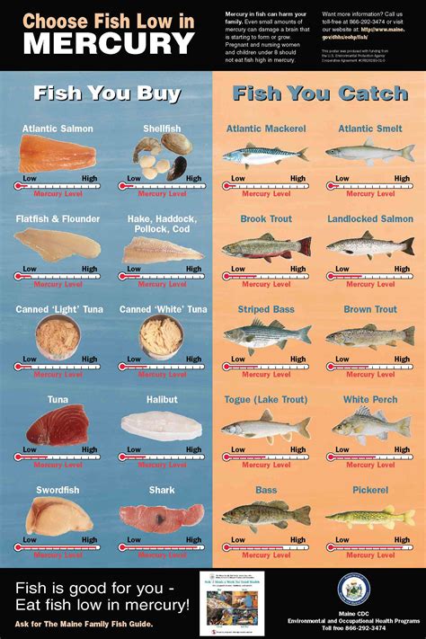 What fish has no mercury in them?