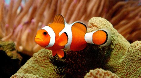 What fish is Nemo?