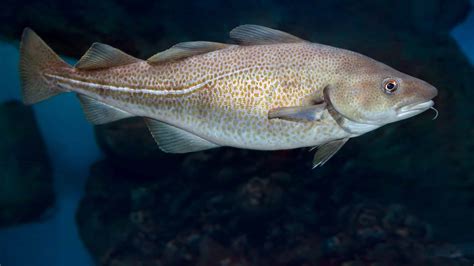 What fish is closest to cod?