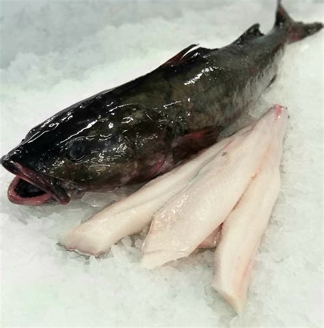 What fish is similar to black cod?