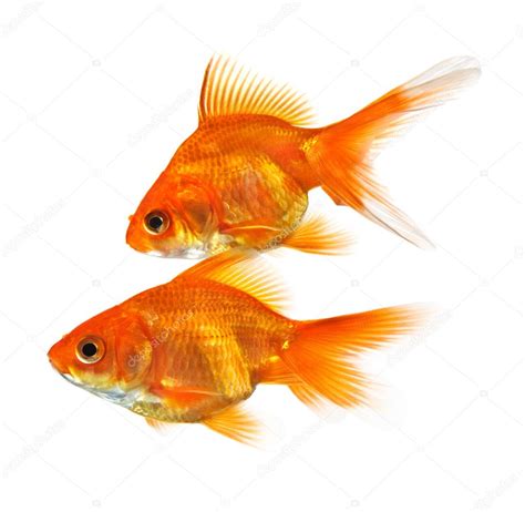 What fish pair with goldfish?