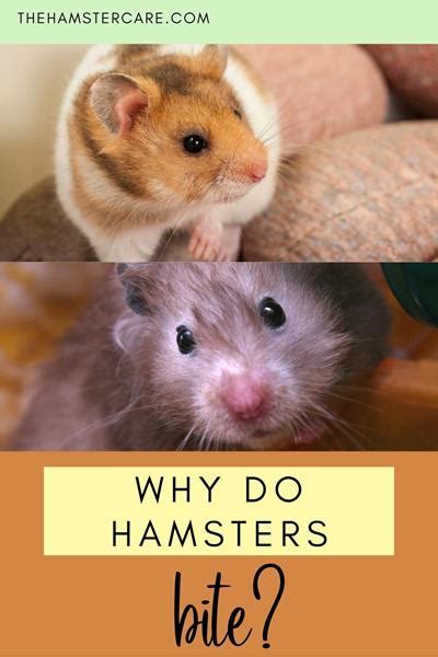 What flavor do hamsters hate?