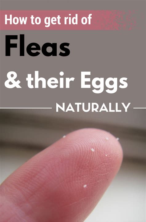 What flea stuff kills eggs?