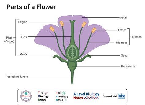 What flower has 20 petals?
