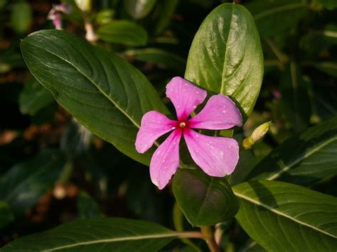 What flower has 5 petals?