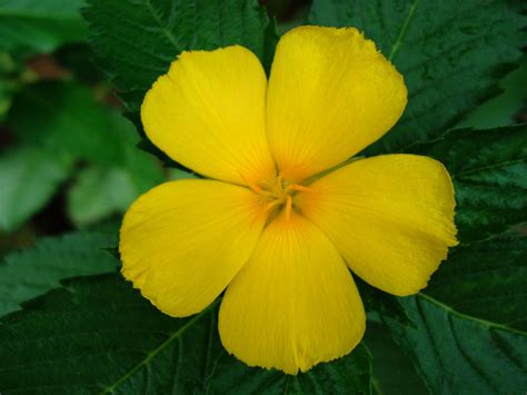 What flower has 5 yellow petals?