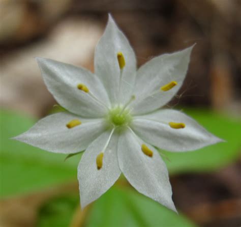 What flower has 7 petals?