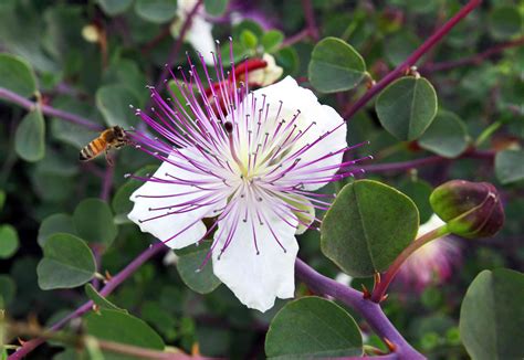 What flower is a caper from?