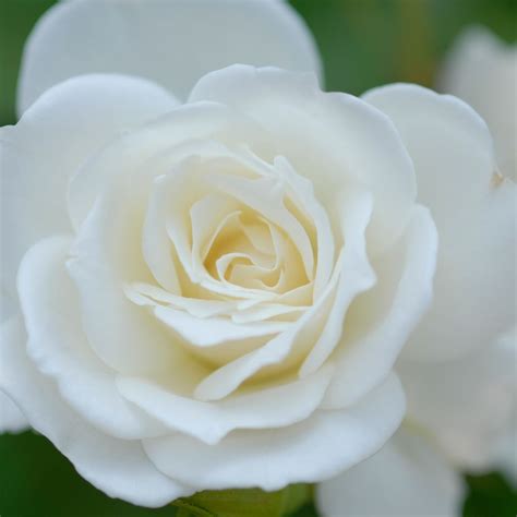 What flower is pure white?