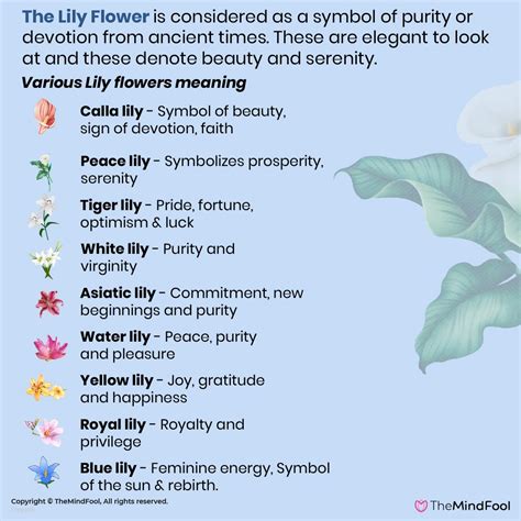 What flower means lies?