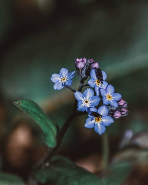 What flower means never forget me?