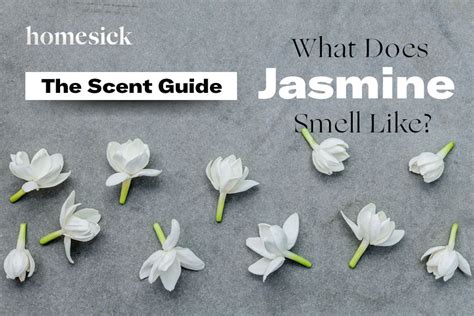 What flower smells like jasmine?
