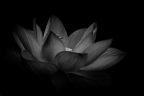 What flower symbolizes darkness?