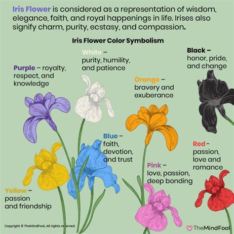 What flower symbolizes silence?