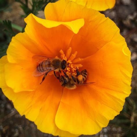 What flowers do bees like best?