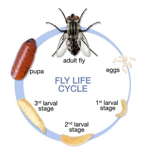 What fly lives for 1 day?