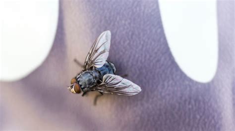 What fly lives for 24 hours?