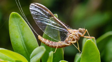 What fly lives for 5 minutes?