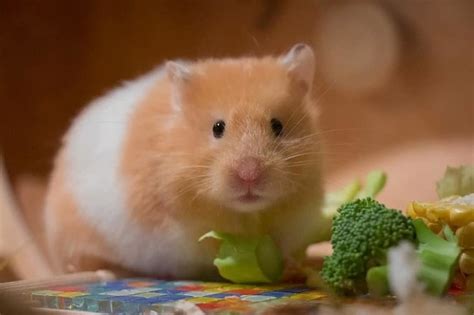 What food attracts hamsters the most?