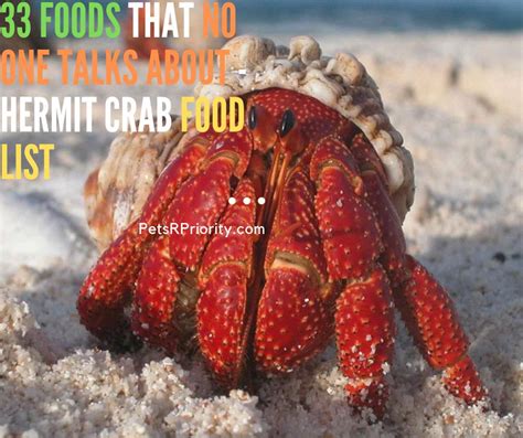 What food can I feed hermit crabs?