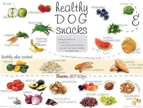 What food do dogs love most?