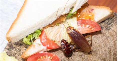 What food do roaches love most?