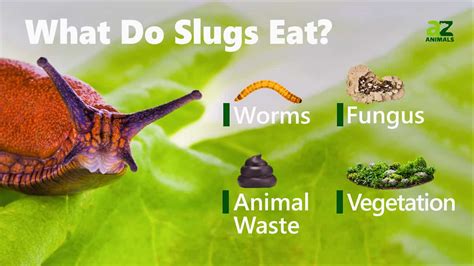 What food do slugs eat?