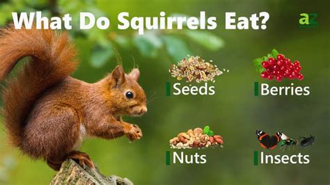 What food do squirrels like the most?