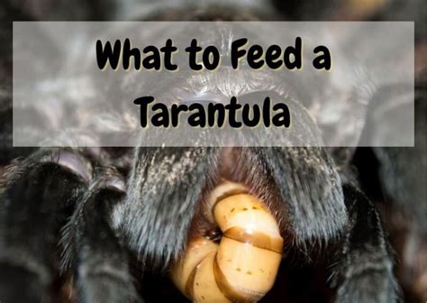 What food does a tarantula eat?