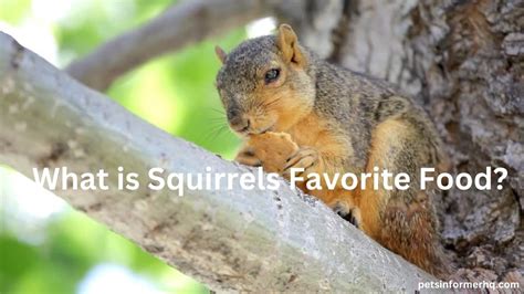 What food is irresistible to squirrels?