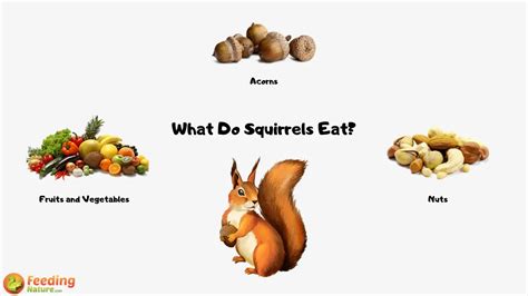 What food is poisonous to squirrels?