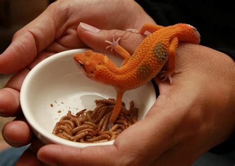 What food is toxic to leopard geckos?