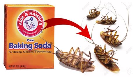 What food kills roaches instantly?