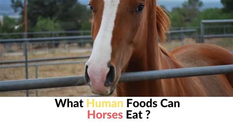 What food makes horses hyper?