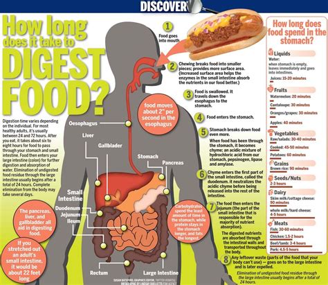 What food takes the longest to digest?