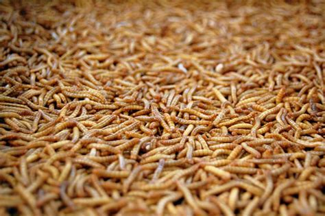 What food turns into maggots?