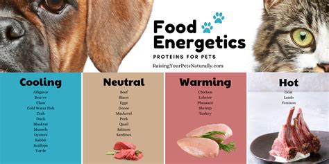 What foods are cooling for dogs?