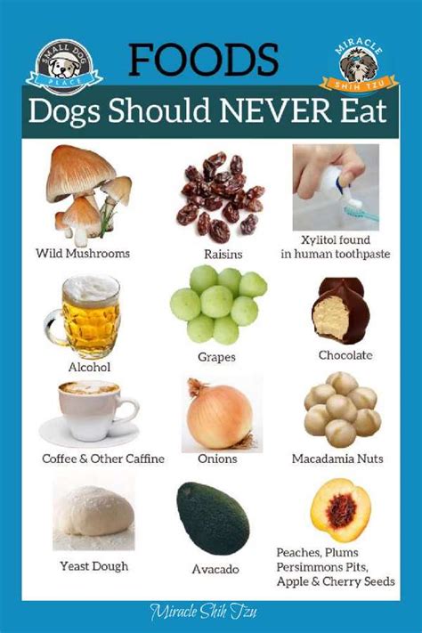 What foods are dogs not allowed?