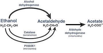 What foods break down acetaldehyde?