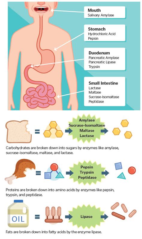 What foods break down sodium?