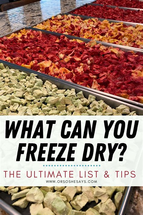 What foods can you freeze dry?