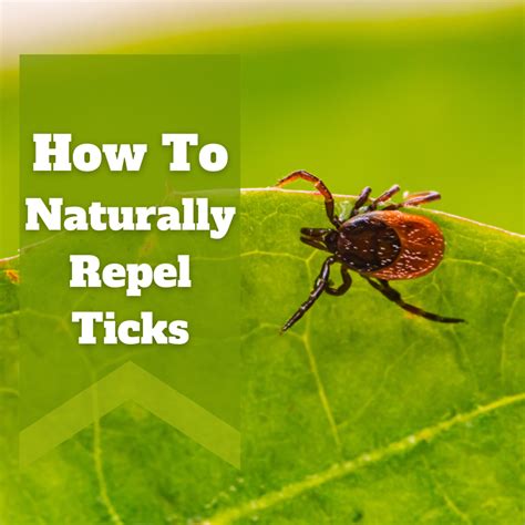 What foods get rid of ticks?