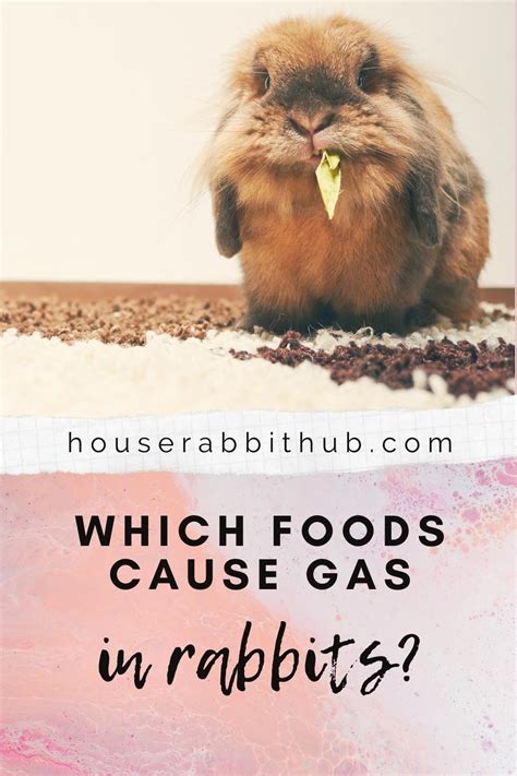 What foods give bunnies gas?